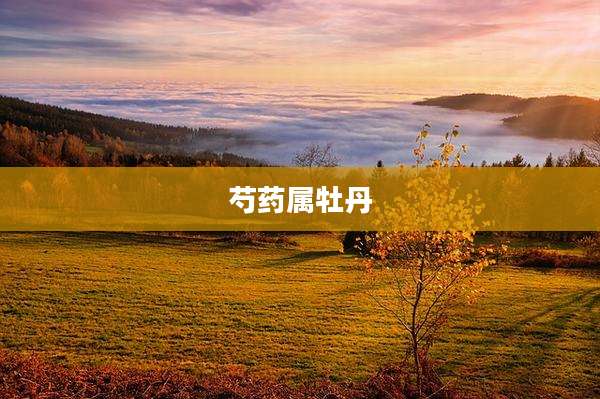 芍药属牡丹