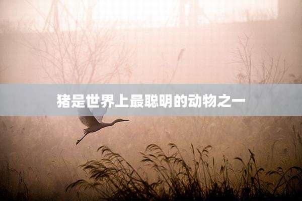 猪是世界上最聪明的动物之一