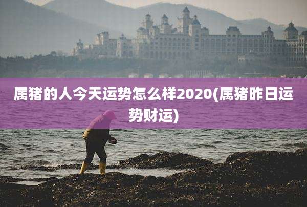 属猪的人今天运势怎么样2020(属猪昨日运势财运)