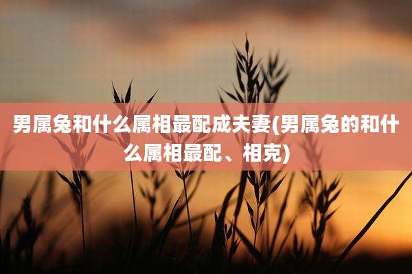 男属兔和什么属相最配成夫妻(男属兔的和什么属相最配、相克)