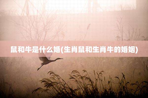 鼠和牛是什么婚(生肖鼠和生肖牛的婚姻)