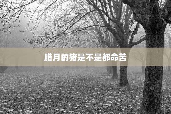 腊月的猪是不是都命苦