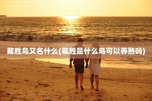 戴胜鸟又名什么(戴胜是什么鸟可以养熟吗)