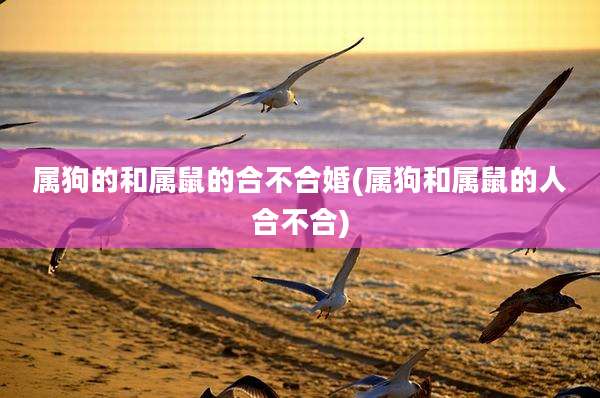 属狗的和属鼠的合不合婚(属狗和属鼠的人合不合)