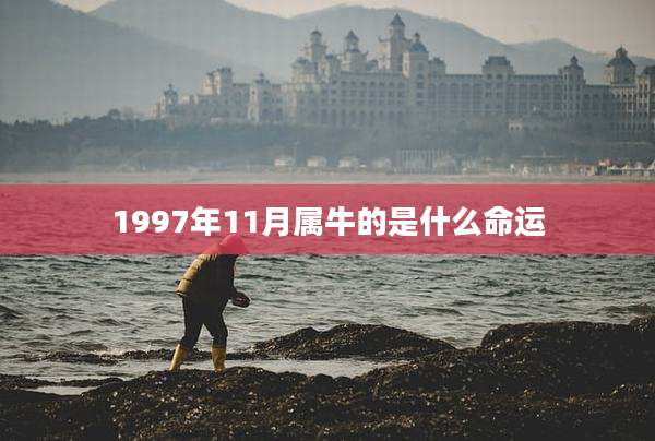 1997年11月属牛的是什么命运