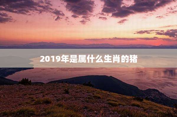 2019年是属什么生肖的猪