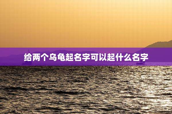 给两个乌龟起名字可以起什么名字