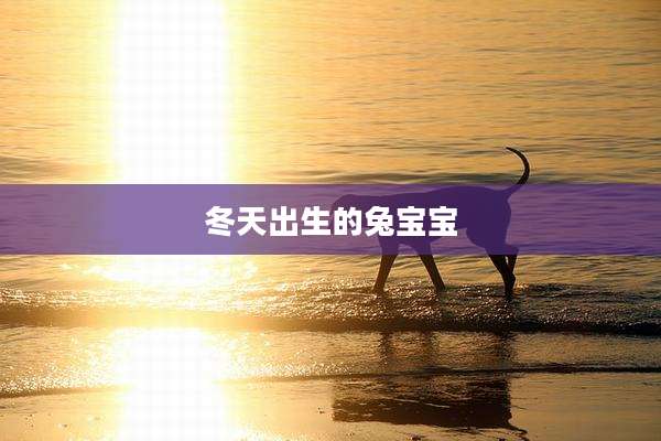 冬天出生的兔宝宝