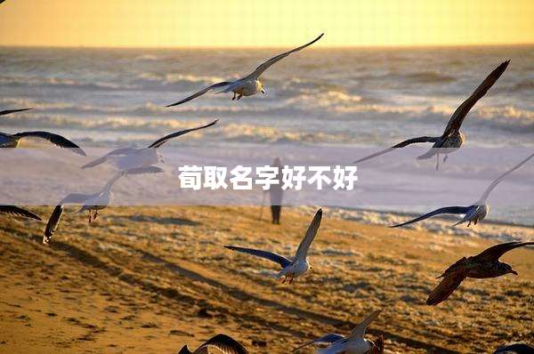 荀取名字好不好