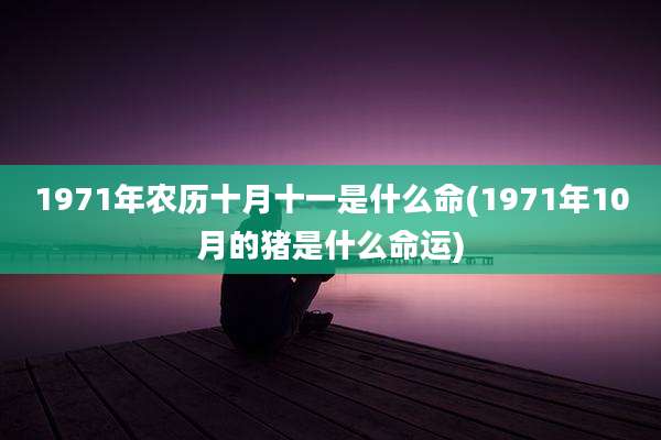 1971年农历十月十一是什么命(1971年10月的猪是什么命运)