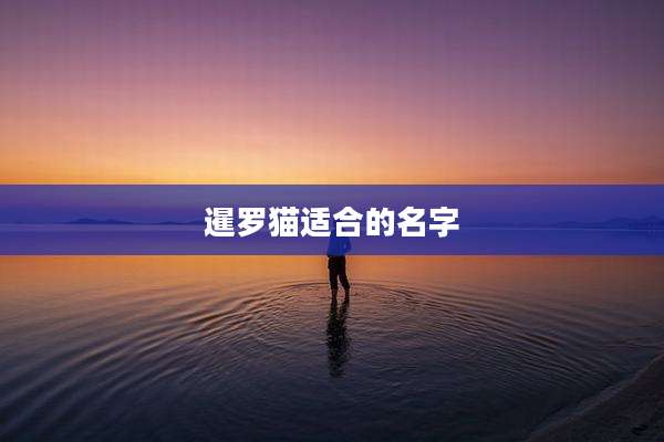 暹罗猫适合的名字