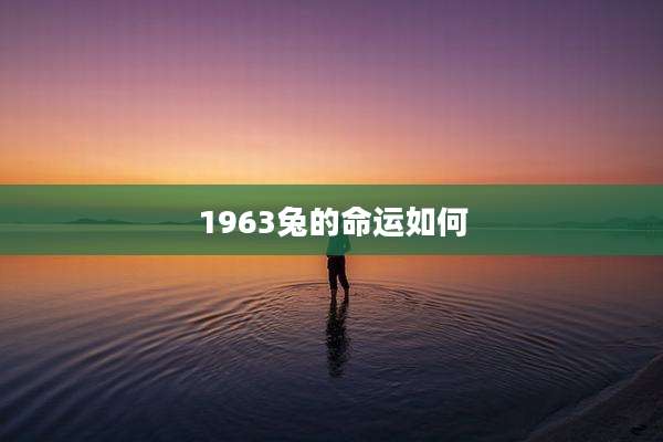 1963兔的命运如何