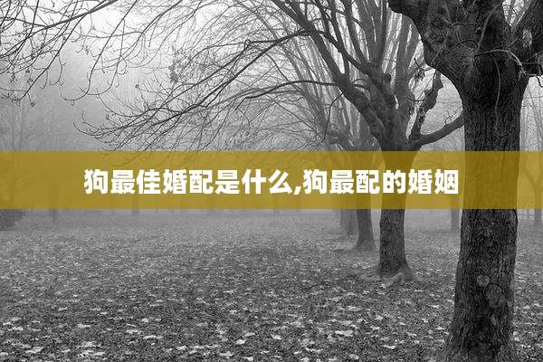 狗最佳婚配是什么,狗最配的婚姻