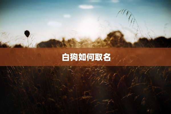 白狗如何取名