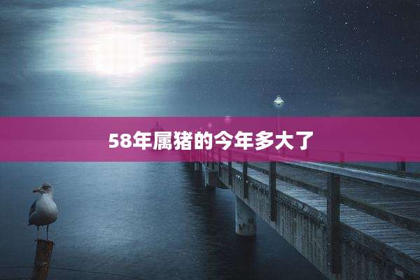 58年属猪的今年多大了
