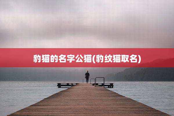 豹猫的名字公猫(豹纹猫取名)