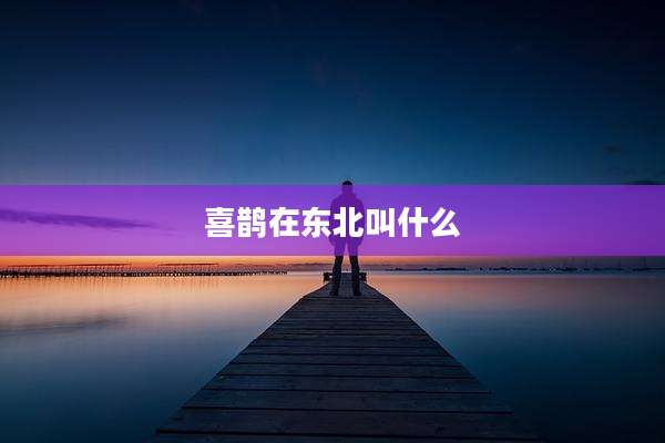 喜鹊在东北叫什么