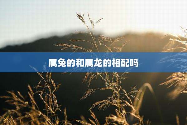 属兔的和属龙的相配吗