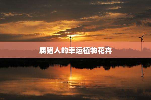 属猪人的幸运植物花卉