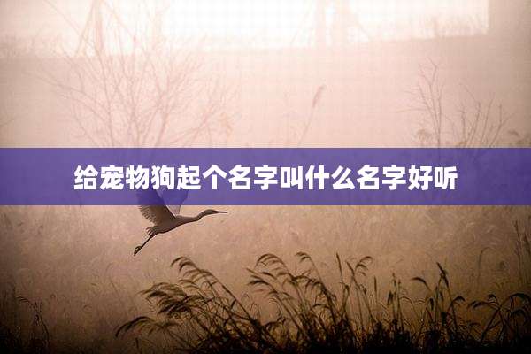给宠物狗起个名字叫什么名字好听