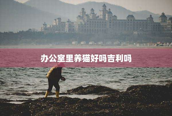 办公室里养猫好吗吉利吗