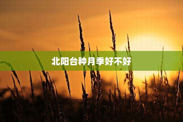 北阳台种月季好不好