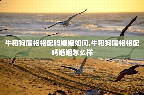 牛和狗属相相配吗婚姻如何,牛和狗属相相配吗婚姻怎么样