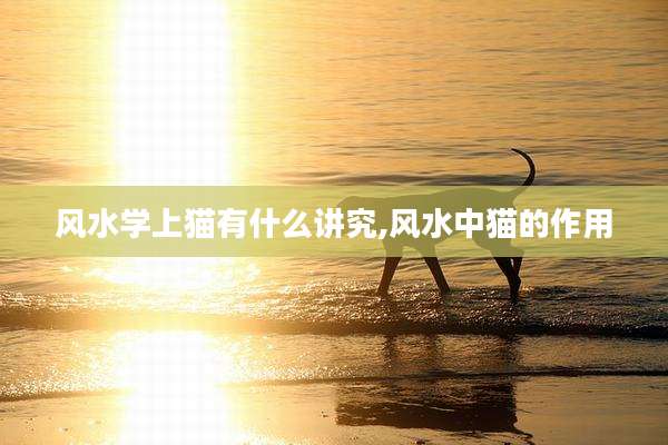 风水学上猫有什么讲究,风水中猫的作用