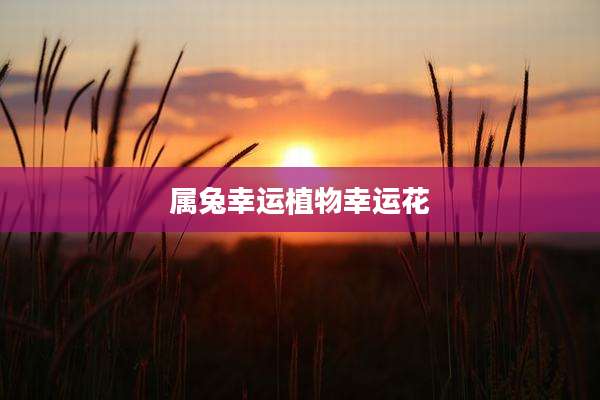 属兔幸运植物幸运花