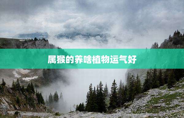 属猴的养啥植物运气好