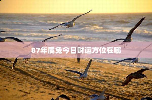 87年属兔今日财运方位在哪