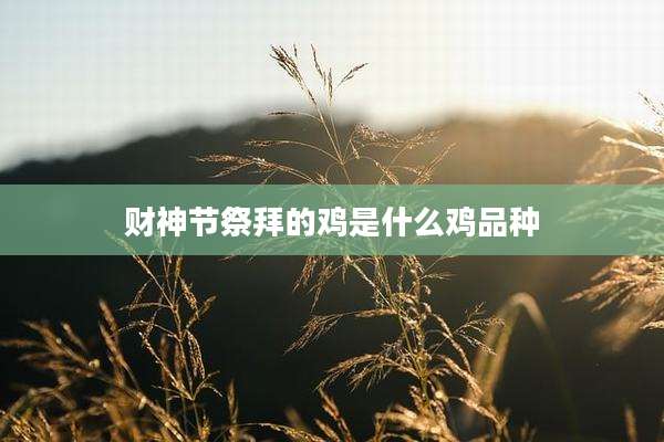 财神节祭拜的鸡是什么鸡品种