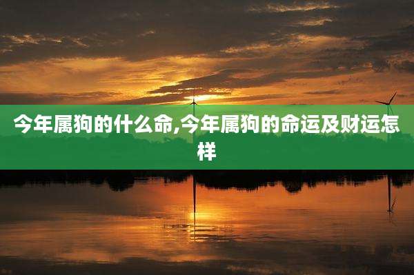 今年属狗的什么命,今年属狗的命运及财运怎样