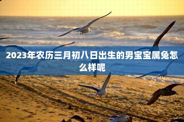 2023年农历三月初八日出生的男宝宝属兔怎么样呢