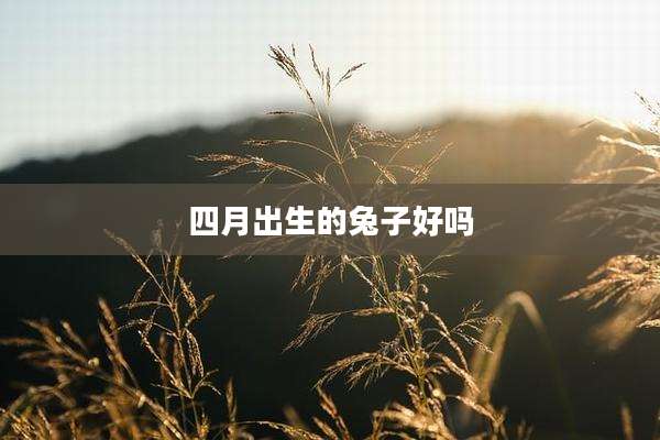四月出生的兔子好吗
