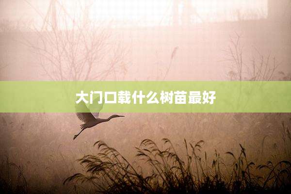 大门口载什么树苗最好