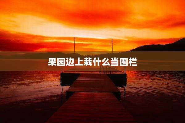果园边上栽什么当围栏