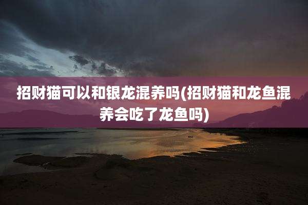 招财猫可以和银龙混养吗(招财猫和龙鱼混养会吃了龙鱼吗)