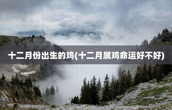 十二月份出生的鸡(十二月属鸡命运好不好)