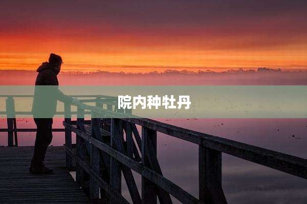 院内种牡丹