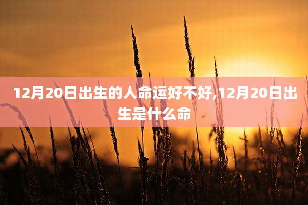 12月20日出生的人命运好不好,12月20日出生是什么命