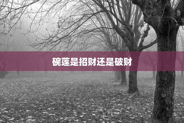 碗莲是招财还是破财