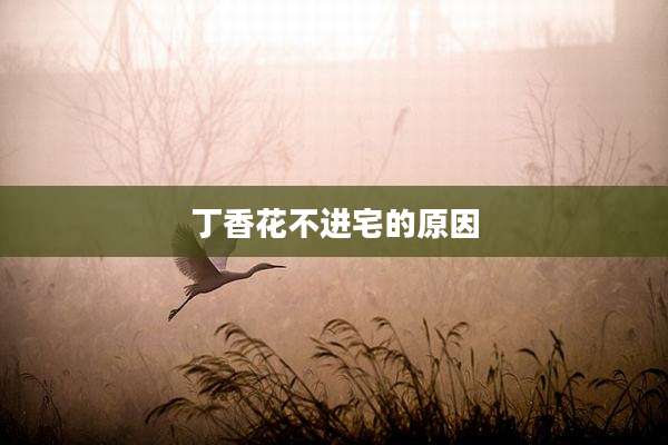 丁香花不进宅的原因