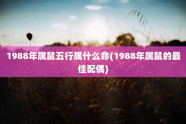 1988年属鼠五行属什么命(1988年属鼠的最佳配偶)