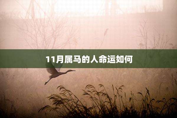 11月属马的人命运如何