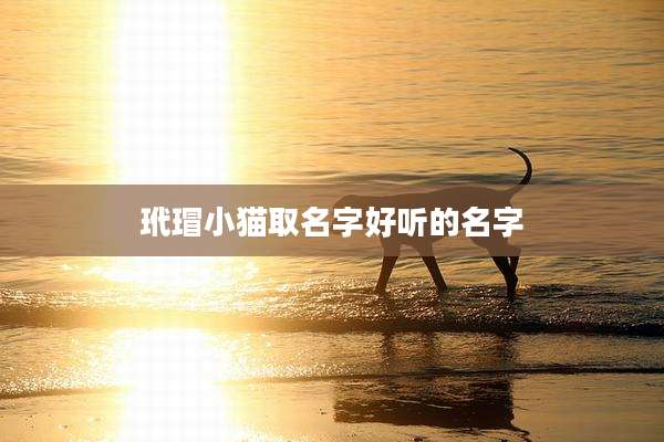 玳瑁小猫取名字好听的名字