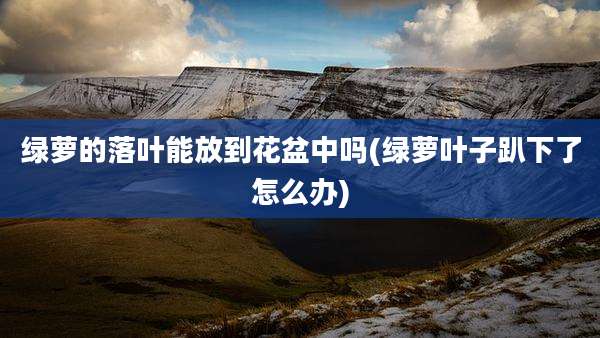绿萝的落叶能放到花盆中吗(绿萝叶子趴下了怎么办)