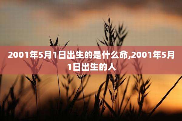 2001年5月1日出生的是什么命,2001年5月1日出生的人
