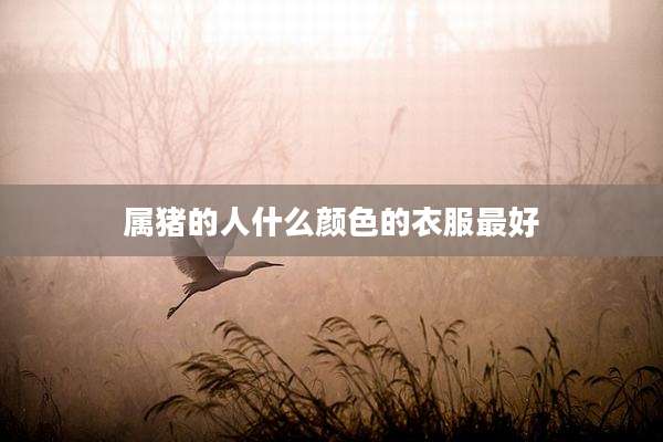 属猪的人什么颜色的衣服最好