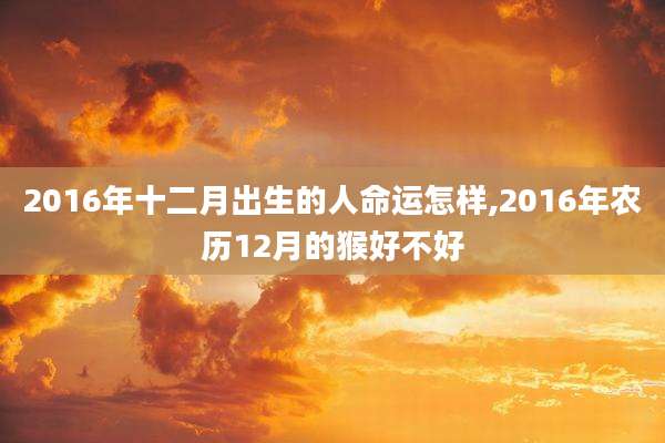 2016年十二月出生的人命运怎样,2016年农历12月的猴好不好